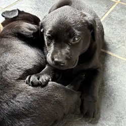 Gorgeous Labrador Retriever puppies. For sale
