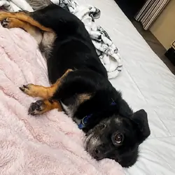 Friendly Black & Tan Shepherd Mix – Young Adul