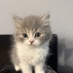Scottish straight male kitten
