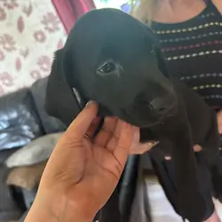 Male and Female 10weeks old Retriever Labrador pup