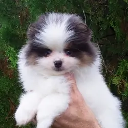 Teddy Bear Pomeranian Puppy Male , blue eyes