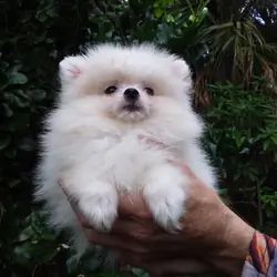 Snow  white  tiny Pomeranian puppy Female