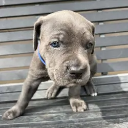 Cane corso