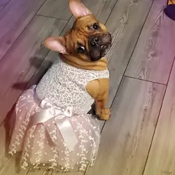 Female frenchie