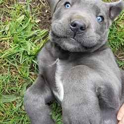 Healthy cane corso puppies