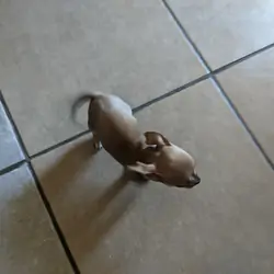Chihuahua puppies