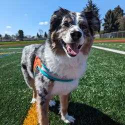 Australian Shepherd