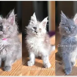 Maine Coon