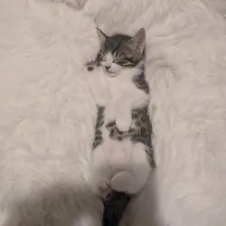 Kitten