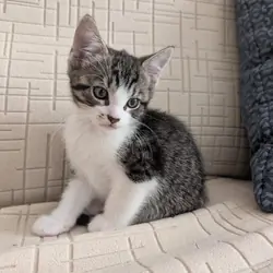 Kitten