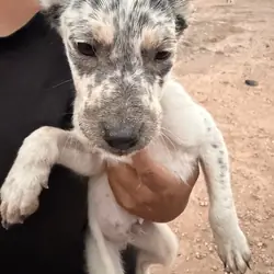Puppies