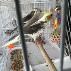 Baby 8 week cockatiels