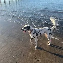 Longhaired Dalmation