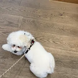 Bichon Fiche