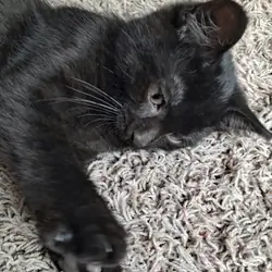 Kittens