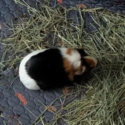 Two Guinea pigs