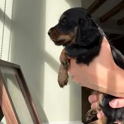 KC Long Haired Miniature Dachshund Puppies Miniatu