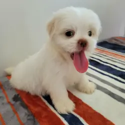 Shih Tzu lovely puppy