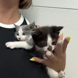 Medium hair kitties