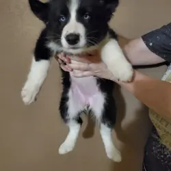 Husky × Border Collie Mix Puppies