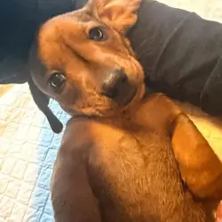 Beautiful Miniature Dachshund Puppies Miniature Da