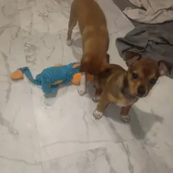 puppies