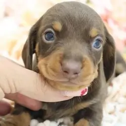 KC Miniature Dachshund Puppies Miniature Dachshund