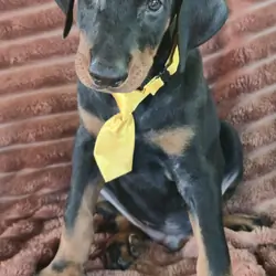 Bolt