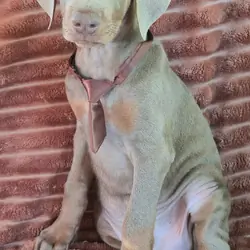 Rocco