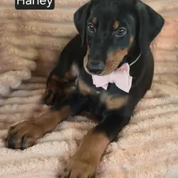 Harley