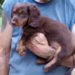 MINI DACHSHUND LONG HAIR CHOC BROWN MALE PUPPY