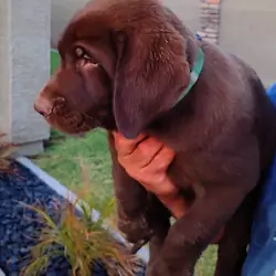 Labrador puppies - AKC