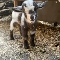 Friendly Nigerian Dwarf Goat Kid – Black & Tan