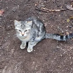 BengCoon kittens