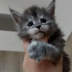 Home trained Maine coon kittens for you.