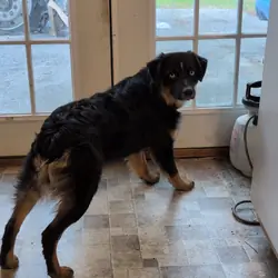 Young Australian Shepherd Dog