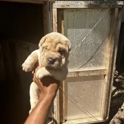 Shar pei pups