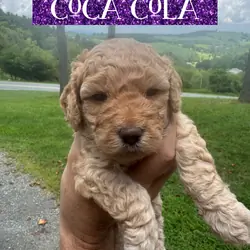 Multigenerational Mini Golden Doodles