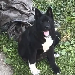 American Akita 8 month old male