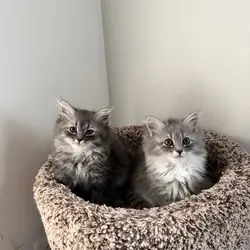 Cats