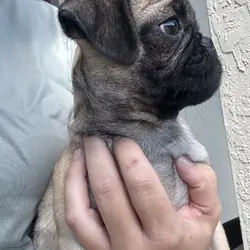 Pug puppy