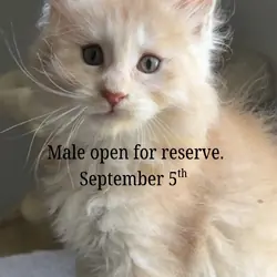 Male maine coon Michigan