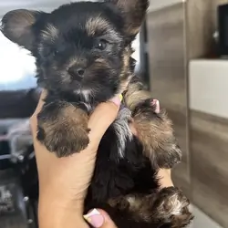 Yorkshire terrier