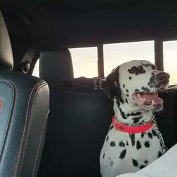 Dalmation
