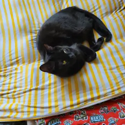 Black cat