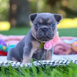 Lovely Female French Bulldogs