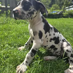 Great Dane
