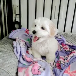 Maltipoo Puppy