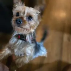 Yorkie