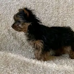 Yorkie puppie